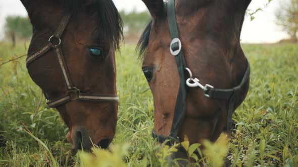 Closeup View Of Dark Bay Horses Heads Eating Grass In The Meadows During Daytime alt
