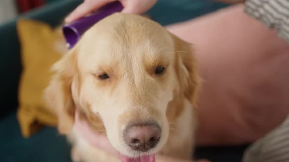 Positive Man Petting and Stroking with Comb His Golden Retriever Dog at Home Happy Student Live with alt