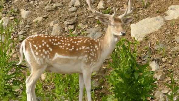 Beautiful adult Fallow dear standing in greenery and observing alt