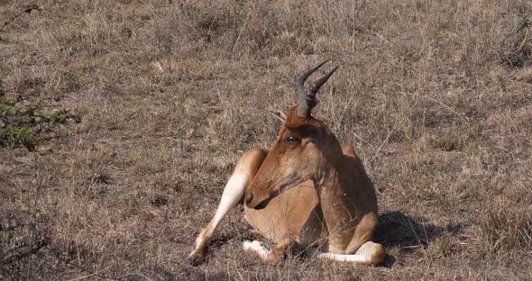 Hartebeest, alcelaphus buselaphus, Adult standing in Savanna, Masai Mara Park, Kenya, Real Time 4K alt
