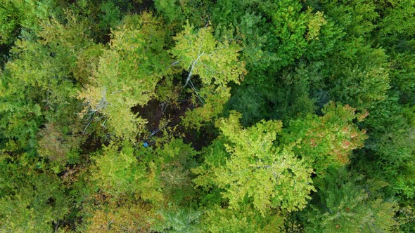 Aerial view over the forest Background of tree tops