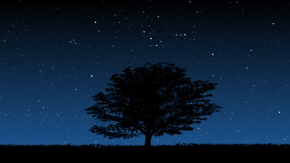 Tree At Night