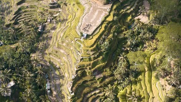 Tegallalang Rice Terraces Aerial Footage in Ubud, Bali, Indonesia alt