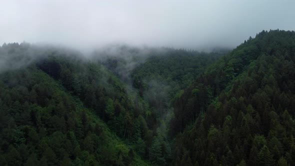 Fog Over the Forest