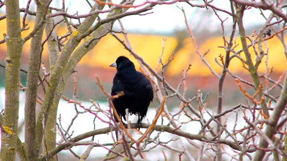 Ravens on Tree 29