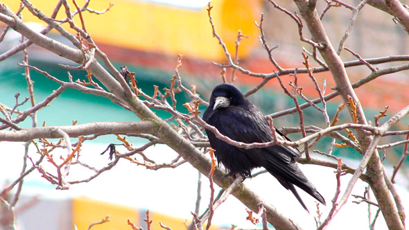 Ravens on Tree 31