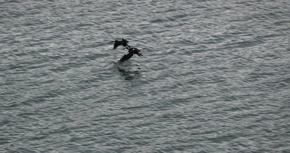 Cormorants flying