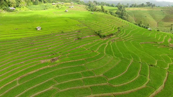 Rice field terrace on mountain agriculture land. alt