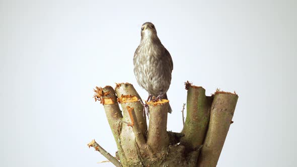 Starling Chick Sits on Sawn Tree Branch on White Background