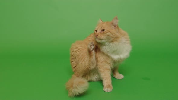 Orange long hair cat scratching  his body