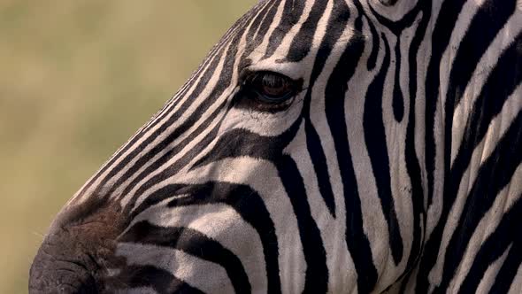 A Zebra in Africa