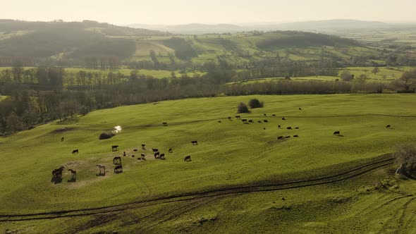 Mixed Herd In Grass Field Horses And Cows Landscape Winter Aerial UK