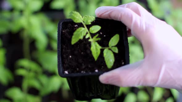 Female Hands in Gloves Gently Lift the Tomato Seedling Up
