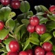 Cowberry Berries Seamless Rotation With Alpha Channel - VideoHive Item for Sale