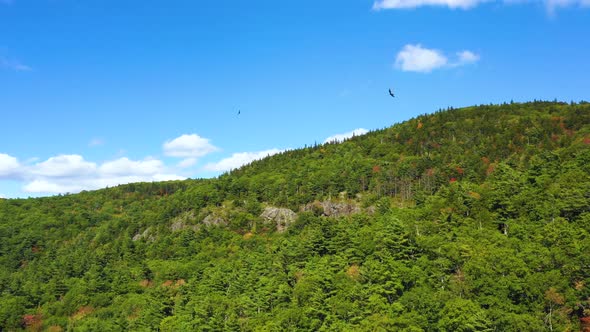 Aerial footage of vultures swooping overhead a forest in Maine alt