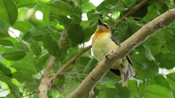 Close up shot of beautiful female black-necked weaver in tree alt