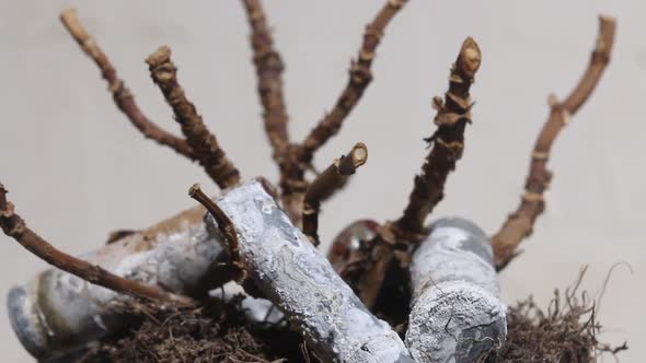 The Trunk And Branches Of A Dead Withered Plant. alt