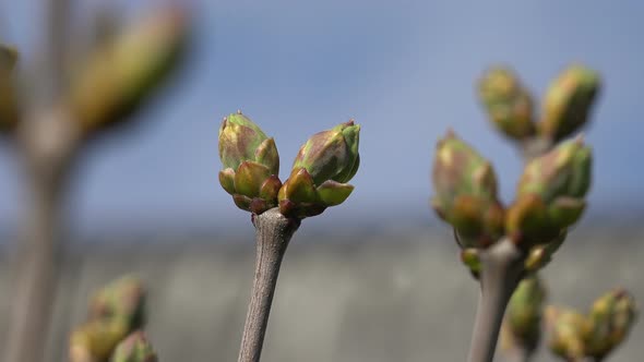 Lilac or Common Lilac Buds 7