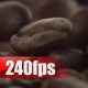 Coffee Beans - VideoHive Item for Sale