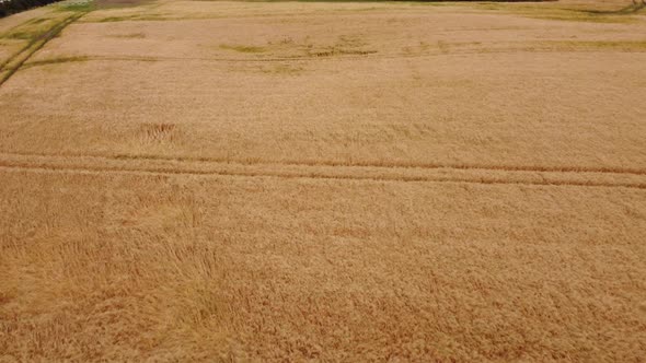 Smooth Shooting From a Drone Over a Wheat Field