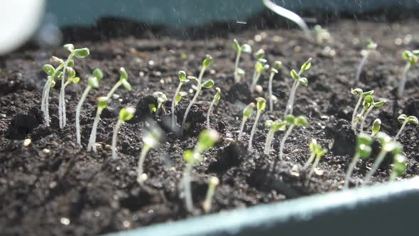 Beautiful Nature, Symbolizing Life Cycles, New Ideas, Spring Time alt