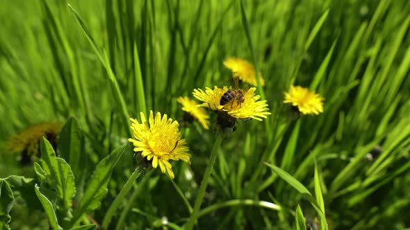 Dandelions. Pollination Of Flowers By Bees 2