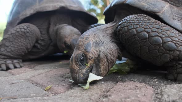 A Huge Aldabra Giant Tortoise Eats Food on a Prison Island in Zanzibar Africa alt