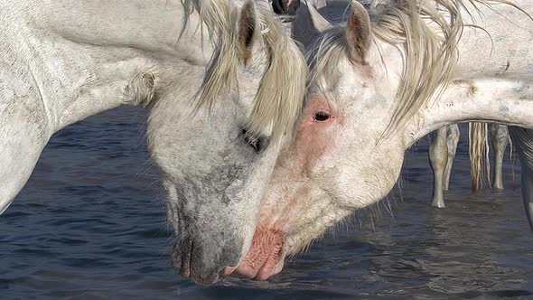 750494 Camargue Horse standing in Swamp, Saintes Marie de la Mer in The South of France, Real Time alt