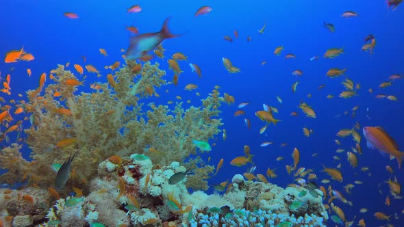 Underwater Soft Coral Reef