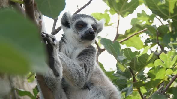 Cheery Lemur Sitting on a Tree Twig and Watching Around on a Sunny Day in Summer 
