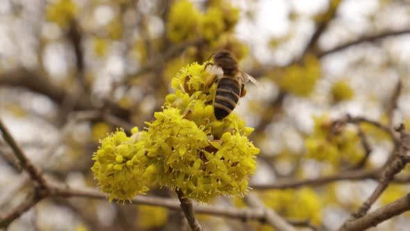 Honey Bees Collect Nectar in Dogwood or European Cornel Tree Branches Springtime in Bloom Cornelian