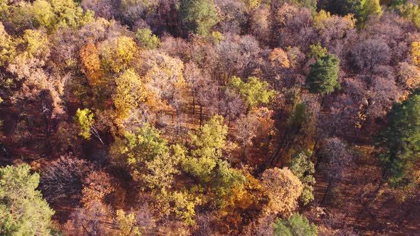 Aerial view of autumn mixed forest.