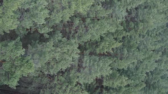 Vertical Video of Pine Forest Aerial View Slow Motion alt