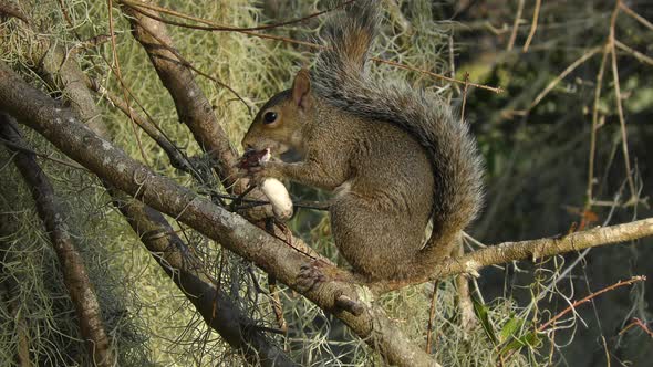  Squirrel feeds On Mushroom