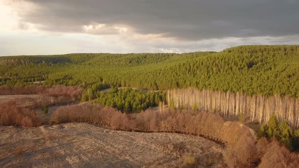 Forest At Sunset