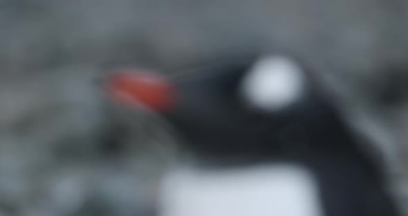 CU FOCUSING Profile of Gentoo Penguin (Pygoscelis papua) chick / Cuverville Island, Antarctica