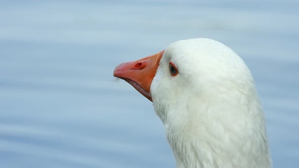 Goose Head With Blue Eyes And Orange Beak In Its Natural Environment alt