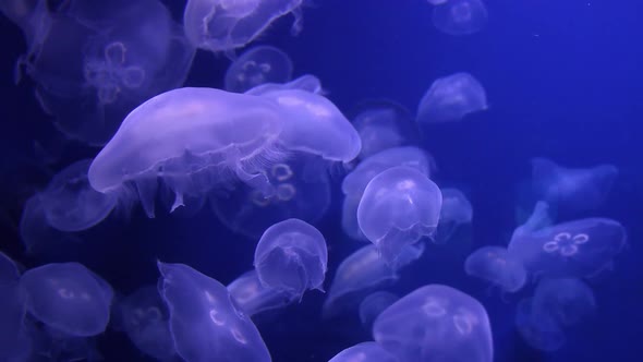 Slow Motion Moon Jellyfish alt