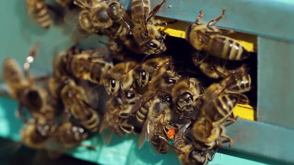 Honey Bees Swarming and Flying Around Their Beehive alt