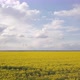 Fast Flight Over The Rapeseed Field Back, 4k - VideoHive Item for Sale