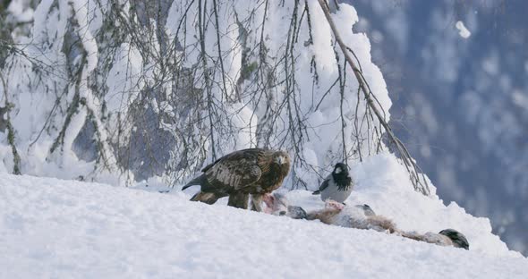 Environmental View of Golden Eagle Eating on Dead Fox and Looking Into Camera in the Mountains at