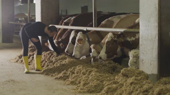 Feeding cows and farmer. Dairy farm. alt