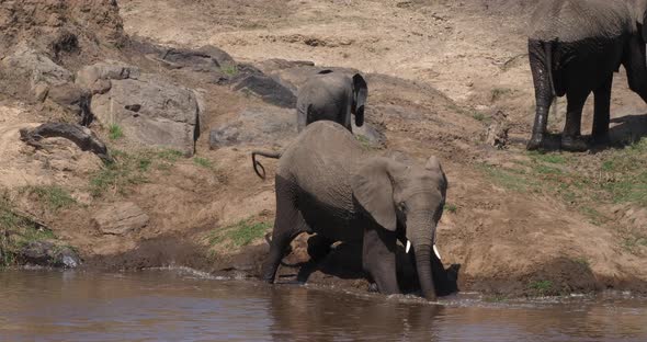 African Elephant, loxodonta africana, Masai Mara Park in Kenya, Real Time 4K alt