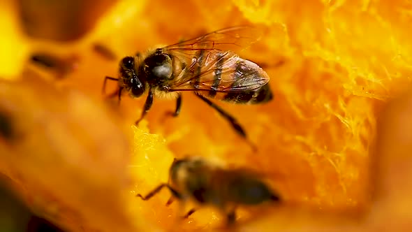 Bee keeping food, processing into honey, from the mango, in tropical forest. alt