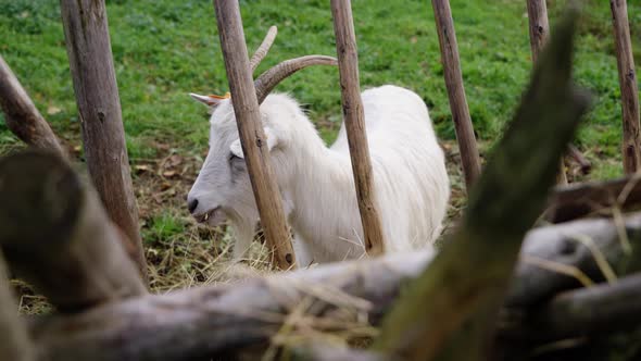 White goat chewing on green farm field alt