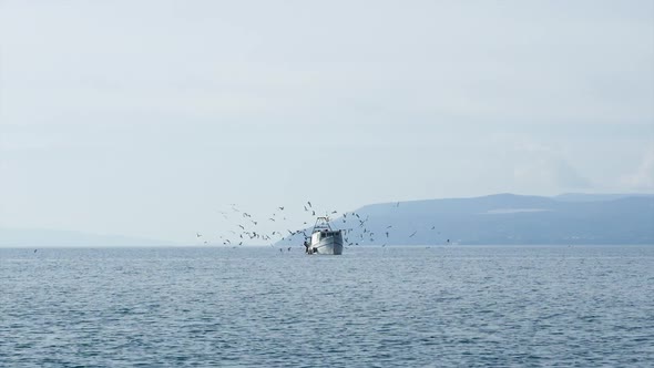 Fishing Boat On Calm Blue Sea With Many Seagulls Flying Above
