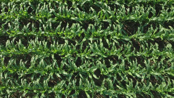 Aerial, Flight Above Rural Countryside Landscape With Growing Corn Field Morning Sunrise. alt