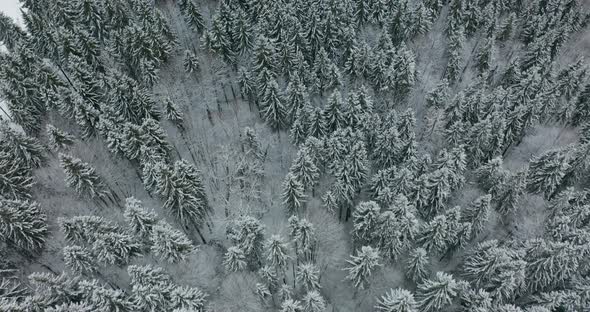 Winter Season Spruce and Pine Trees Covered with Snow. Aerial Top Down Flyover Shot of Winter Forest alt
