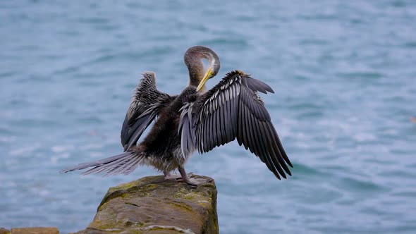 The Seabird Sits on a Stone and Cleans Its Feathers with Its Beak alt