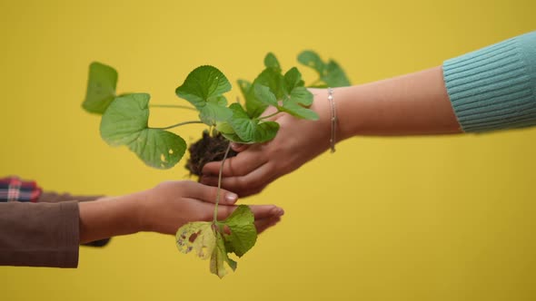 Yellow Background with Female Hands Passing Green Plant alt